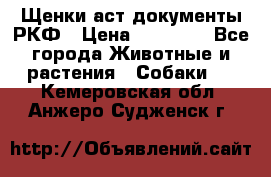 Щенки аст документы РКФ › Цена ­ 15 000 - Все города Животные и растения » Собаки   . Кемеровская обл.,Анжеро-Судженск г.